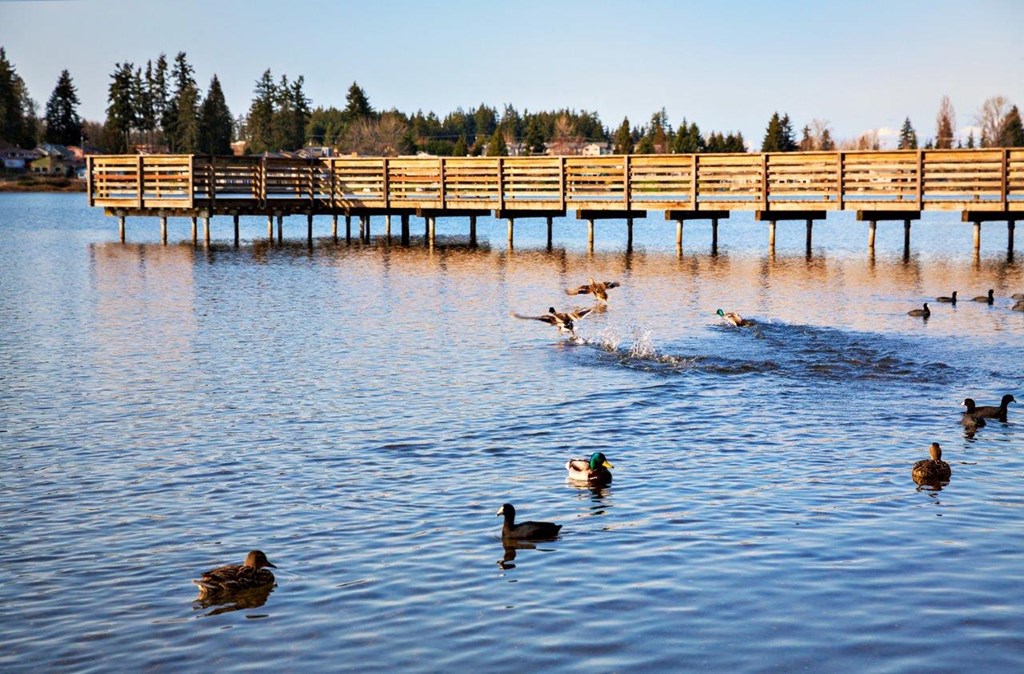 The Lakehouse Apartments Lake and Pier with Ducks
