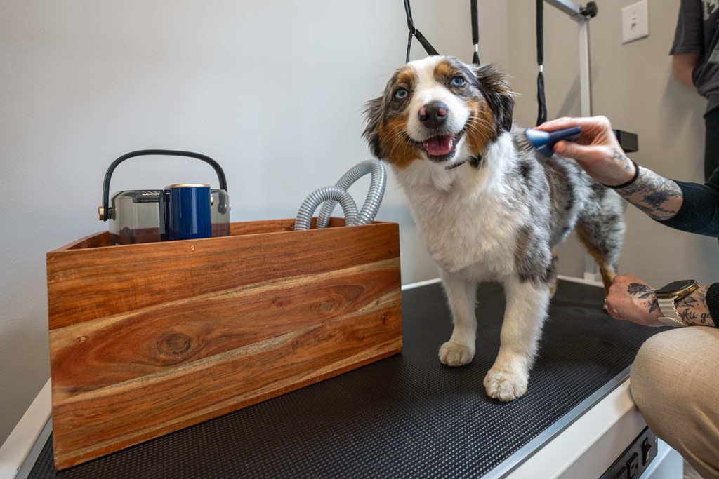 A dog is getting groomed by a person using a comb.