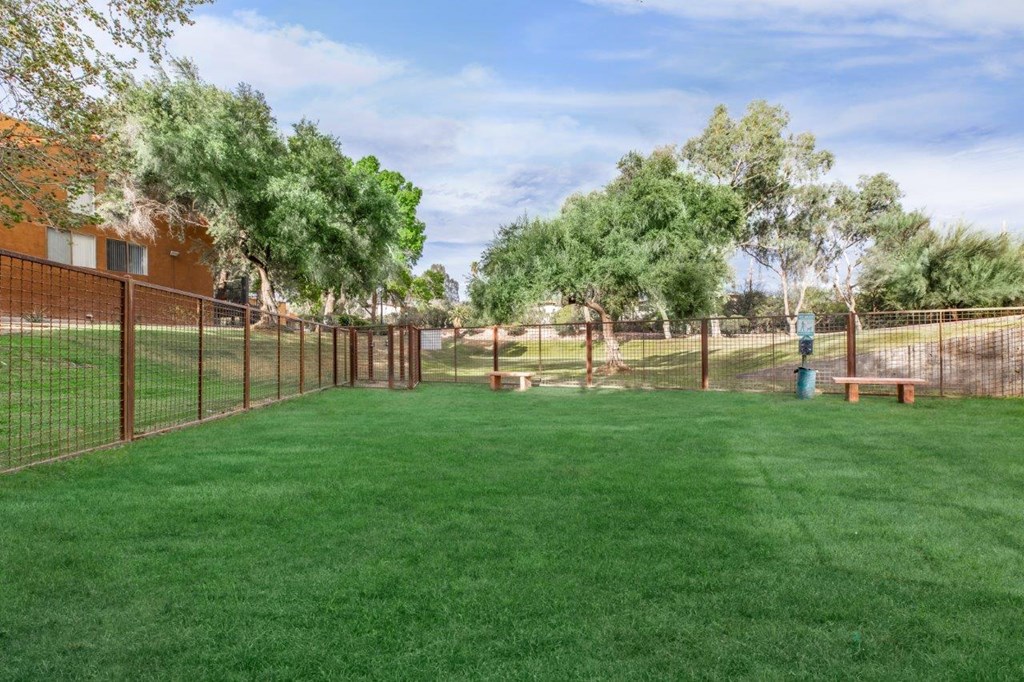 A green lawn with a fence and trees in the background.