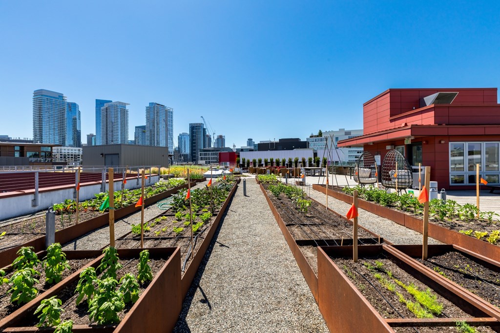 A rooftop garden with raised beds and plants growing in them.