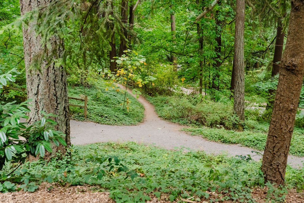 A winding dirt trail through a forest.
