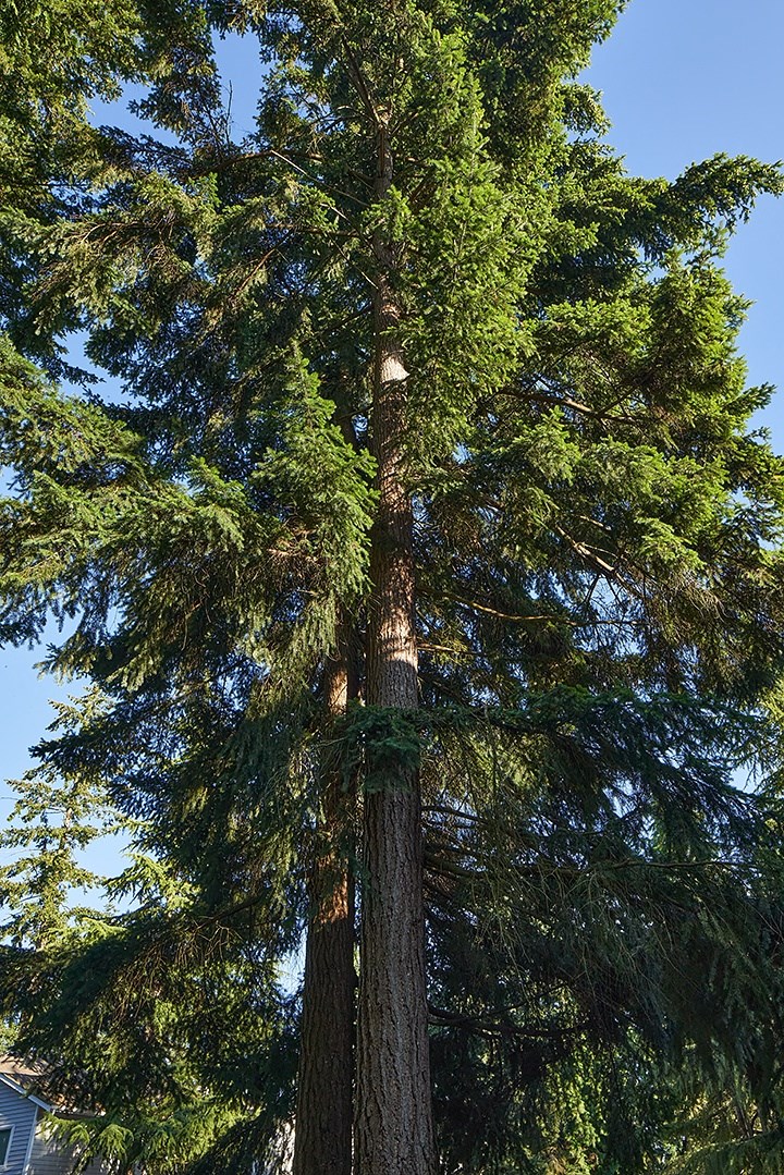 The Lakehouse Apartments Exterior of Grounds and Large Trees