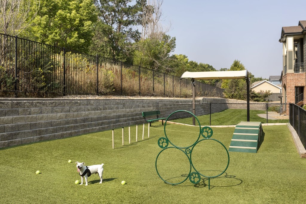 a dog is standing on a grassy area with a seesaw in the middle of it