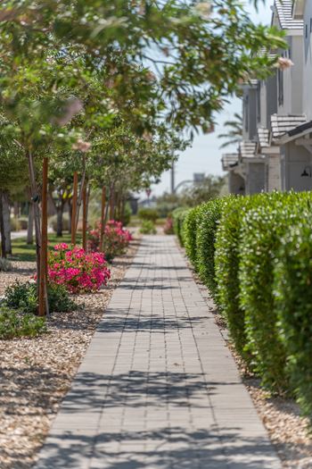 A walkway with a row of trees and bushes on either side.