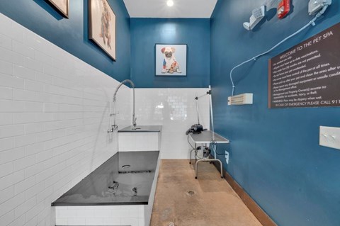 A pet spa with a blue wall and a white sink.