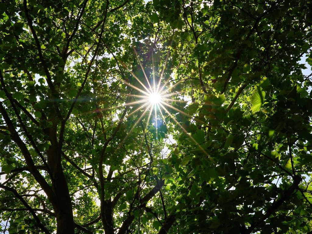 Light Shining Through Trees
