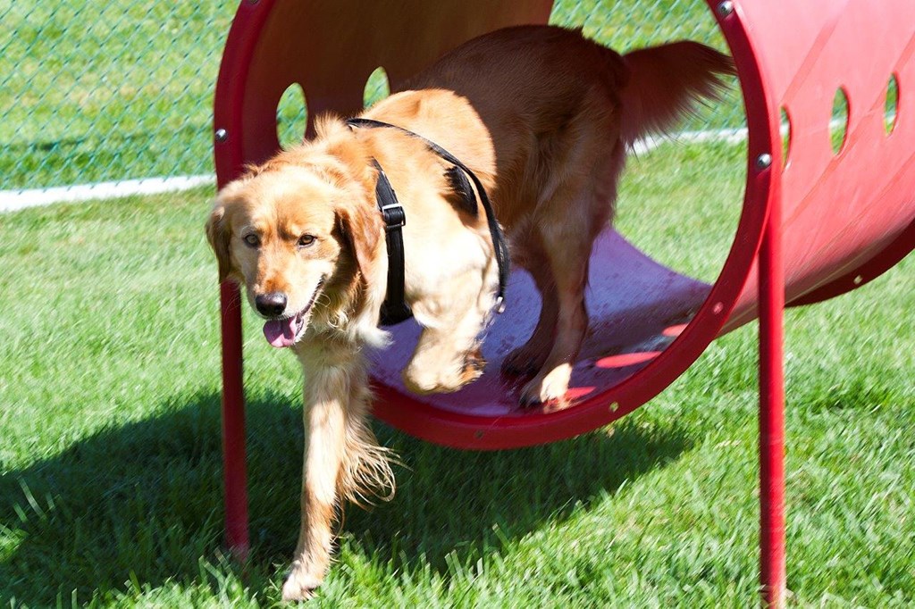 a dog is walking through a tunnel in the grass