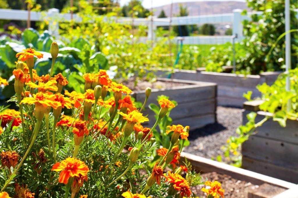 a community garden with orange and yellow flowers