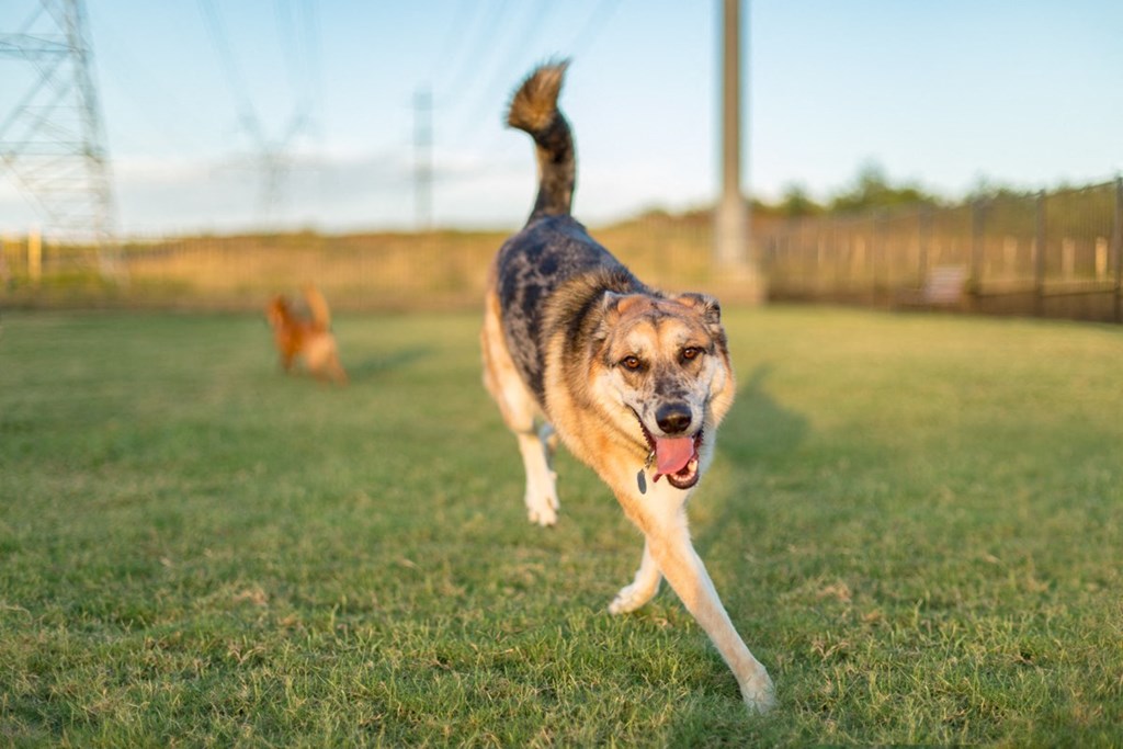 Discovery at the Realm Apartments dog at dog park