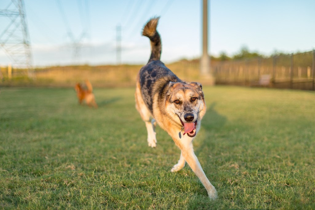 Discovery at the Realm Apartments  dog running through a field with its tongue out