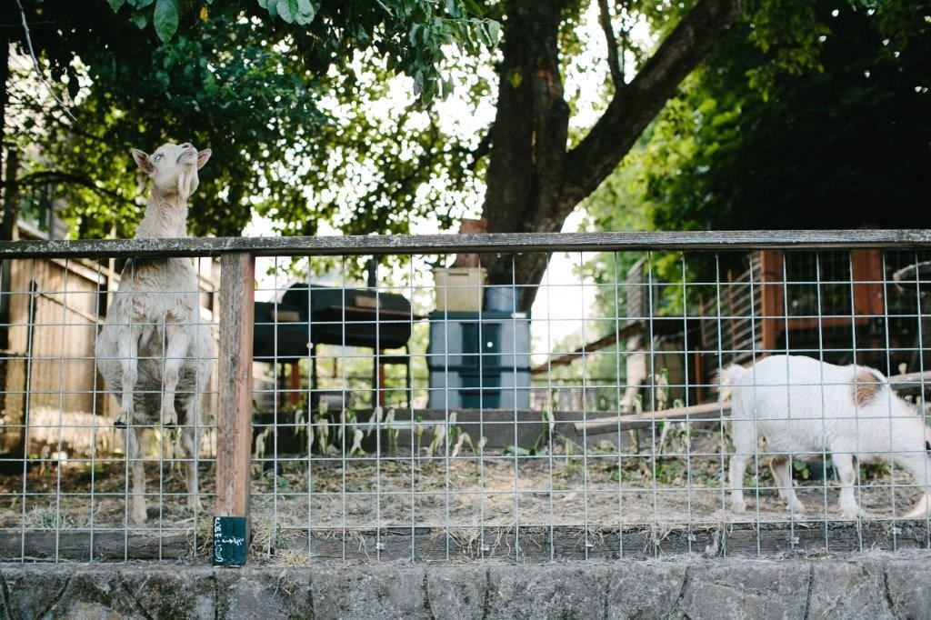 a group of sheep in a fenced in area