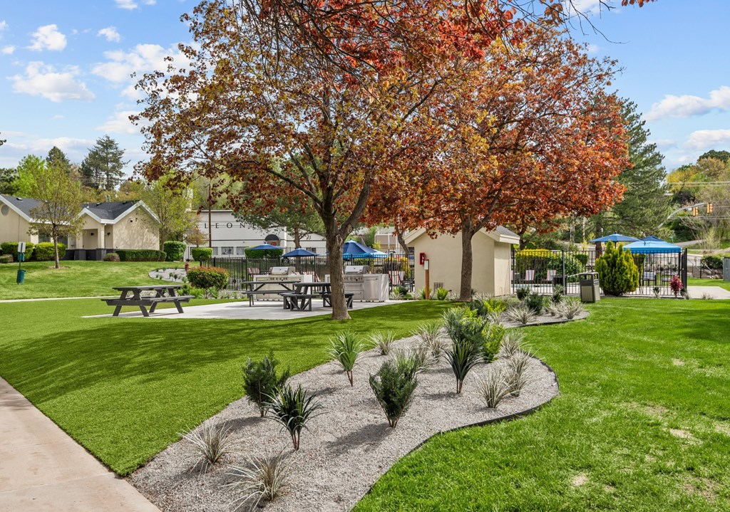 A tree with red leaves is in the middle of a grassy area with picnic tables.