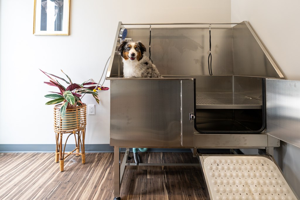 A dog is sitting in a stainless steel oven.