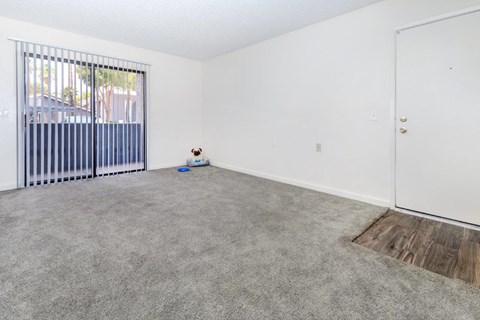 A dog is sitting on a carpet in a room with a white door and a window with blinds.