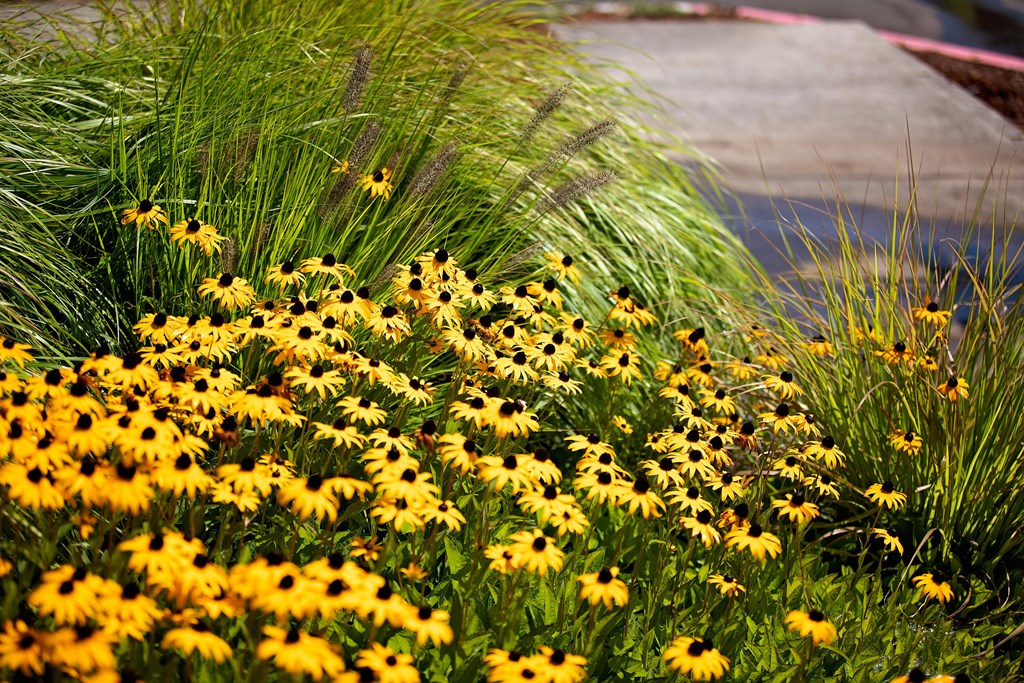 OR_HappyValley_TheElwood_Neighborhood3