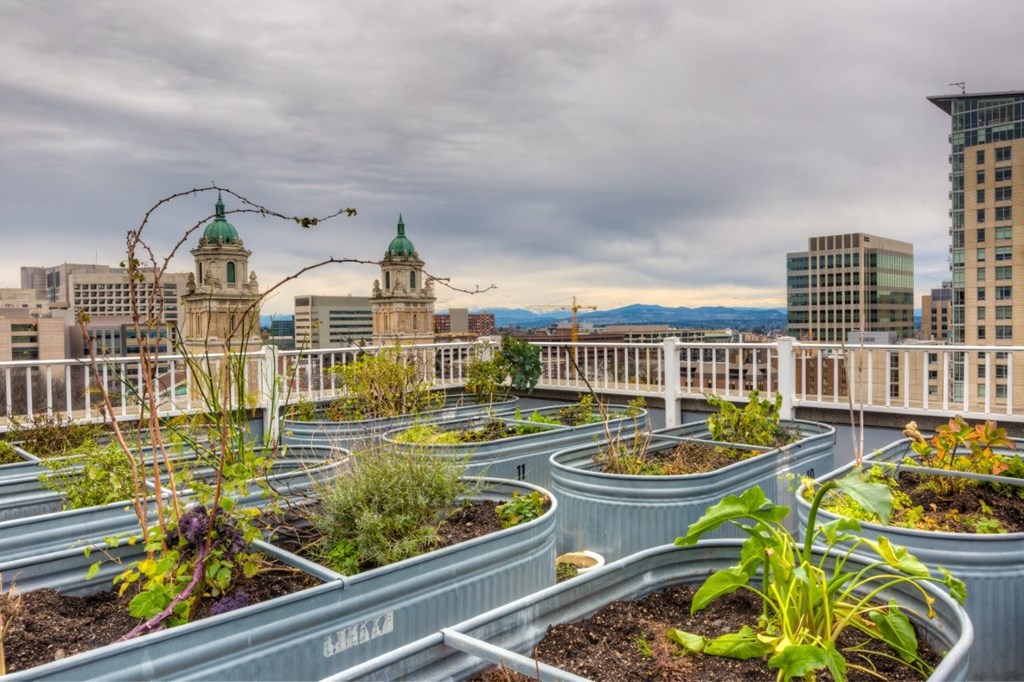 A garden with a metal fence and plants in the foreground with buildings in the background.