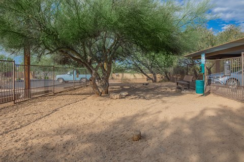 A tree in a yard with a blue trash can.