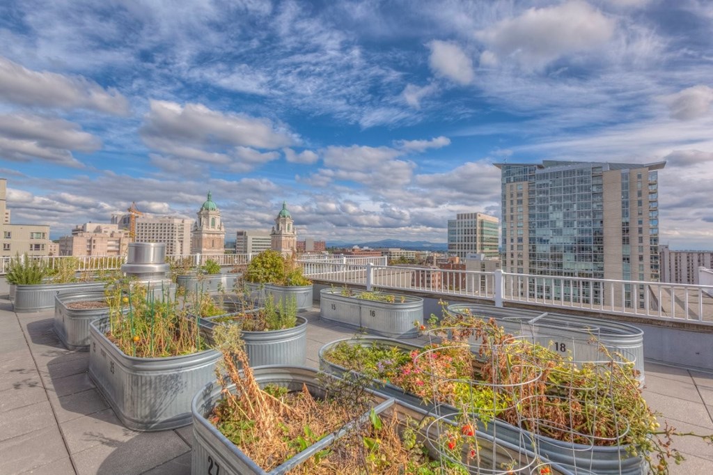 A rooftop garden with several planters and buildings in the background.