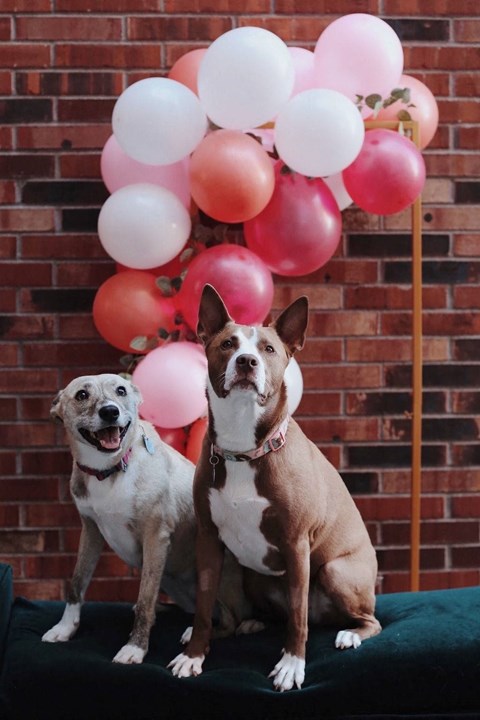 Goat Blocks in Portland, Oregon Lifestyle