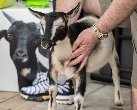 Goat Blocks in Portland, Oregon Lifestyle