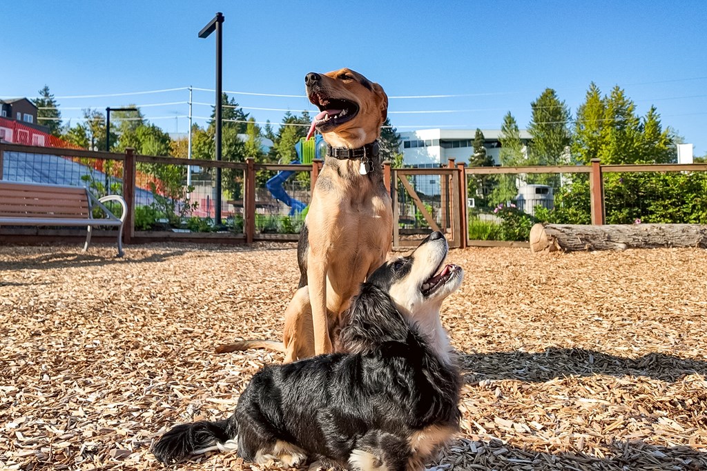 Two dogs playing in a park.