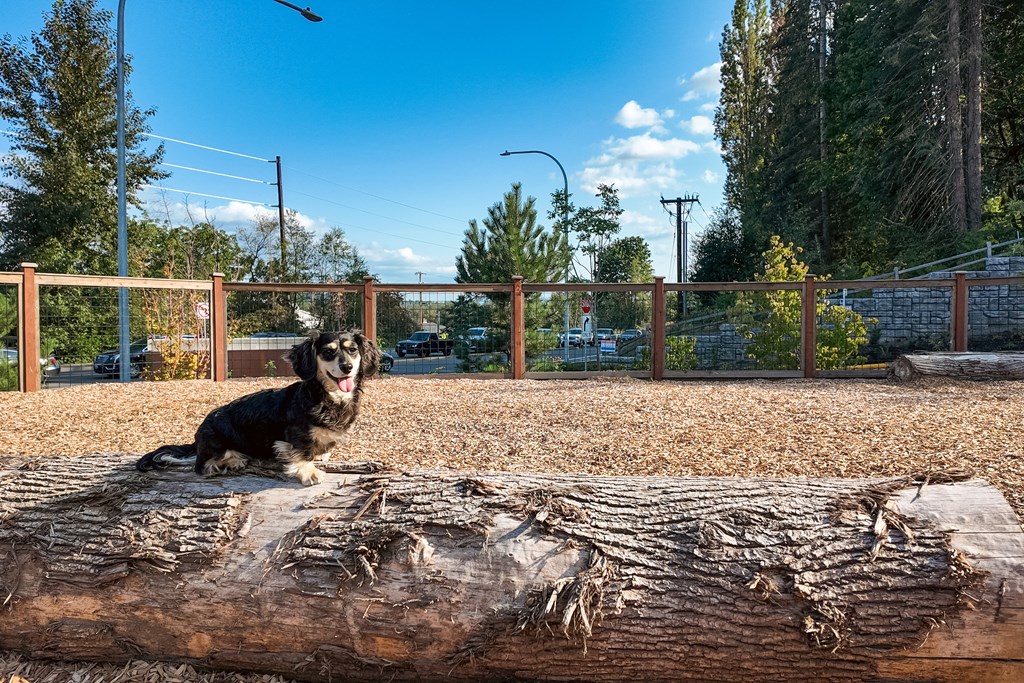 A black dog is sitting on a log in a fenced area.