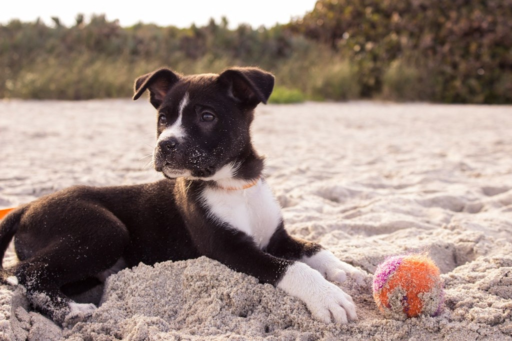 Cute Dog Playing in Sand with Ball