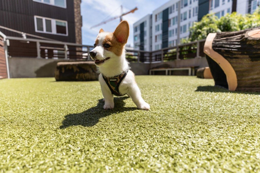 a small dog walking on the grass in a park