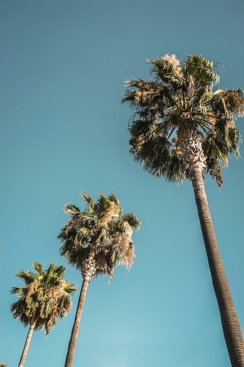 Two palm trees with a clear blue sky in the background.