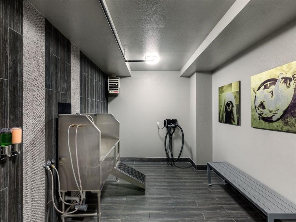 Lyra on McKinney Dog Washing Station