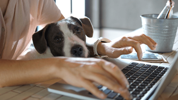 The James Apartments Dog in Lap Stock Photo - Photo Gallery 2