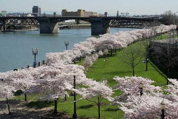 38 Davis waterfront with grass