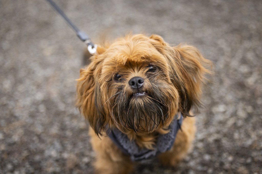 A small brown dog with a black nose and wet fur is wearing a blue collar and is on a leash.