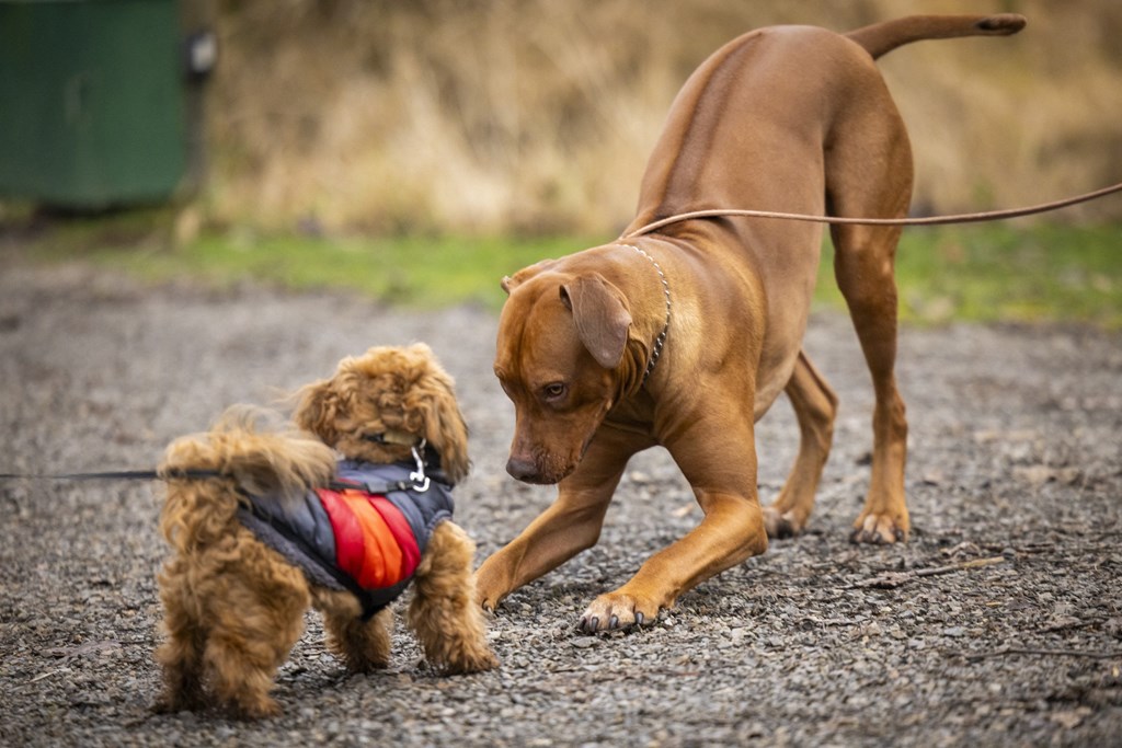 Two dogs playing tug of war on a gravel road.