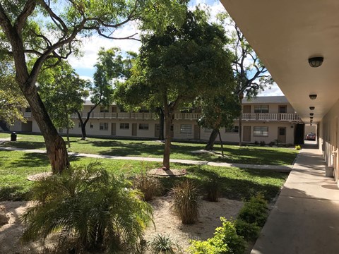 A tree in a courtyard with a building in the background.