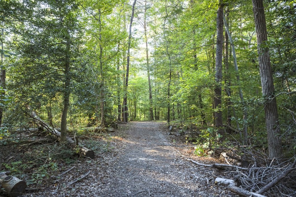 a dirt trail in the woods with trees