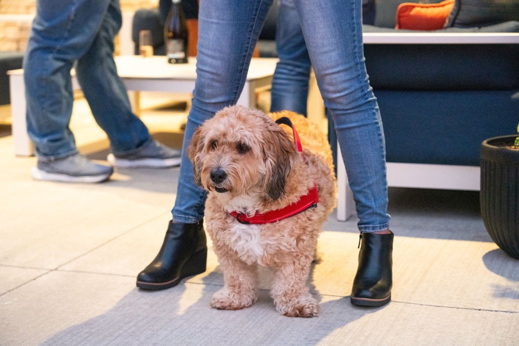 a dog is sitting in a plastic bag on a persons legs