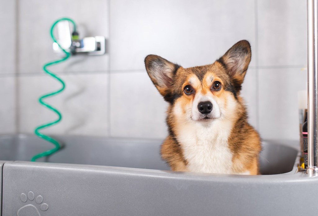 A corgi is sitting in a sink.