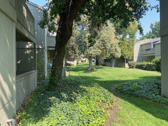 a yard with a tree and a building
