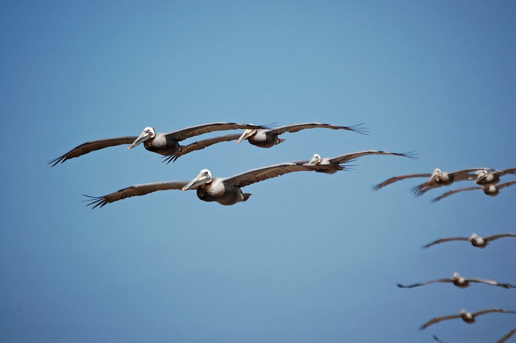 a flock of pelicans in flight