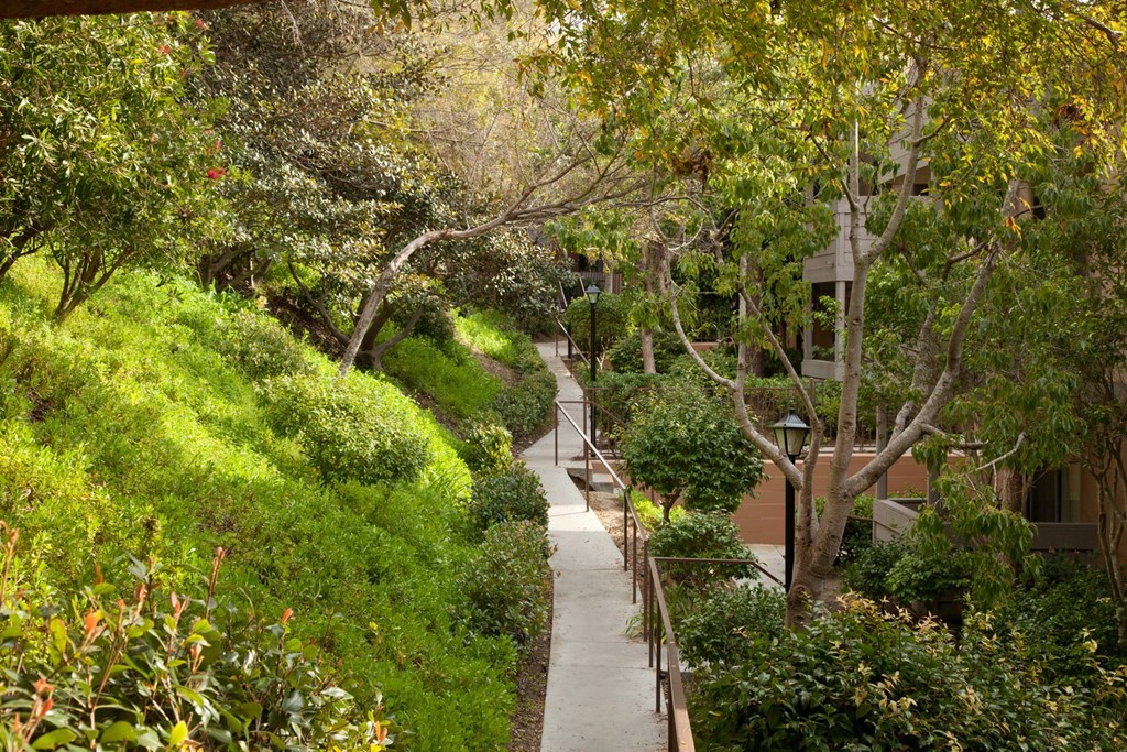 a path with trees and bushes on either side