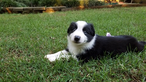 A black and white puppy is lying on the grass.