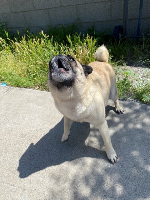 A dog is standing on a concrete surface with its mouth open.