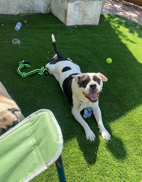 A dog is lying on the grass with a green toy in its mouth.