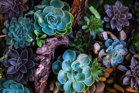 A cluster of succulent plants with various shades of green and purple.