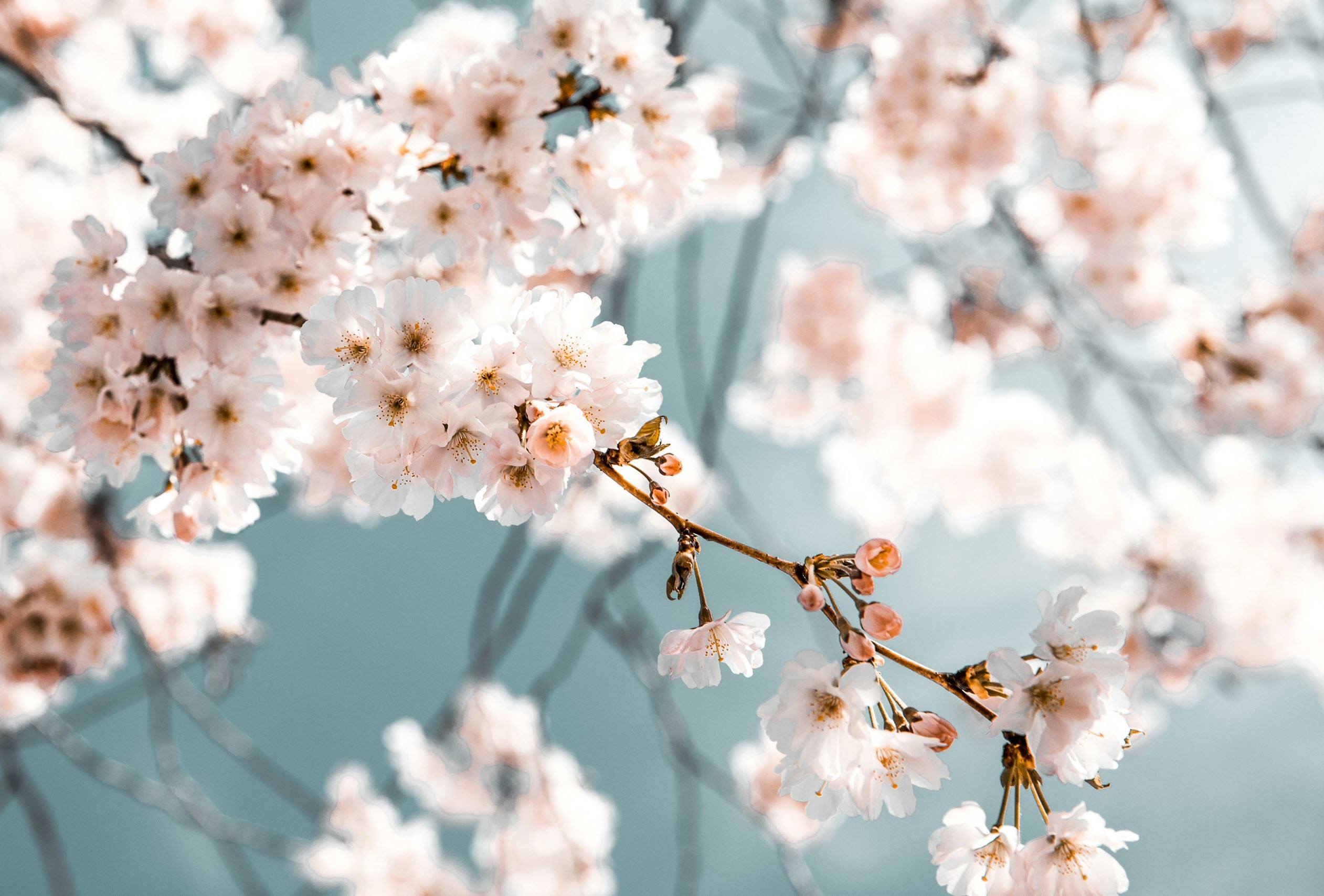 A branch of cherry blossoms with white flowers.
