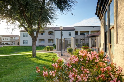 A tree with pink flowers in the foreground and apartment buildings in the background.