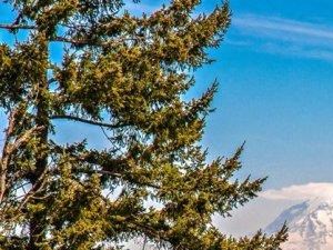 Chambers Creek Mt. Rainier View - Photo Gallery 4