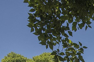 Rocklin Gold Green Space & Building Exteriors - Photo Gallery