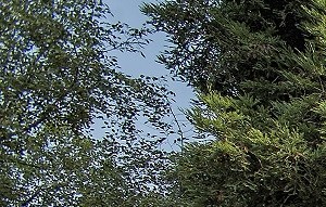 Canterbury Downs Apartments In Roseville Ca